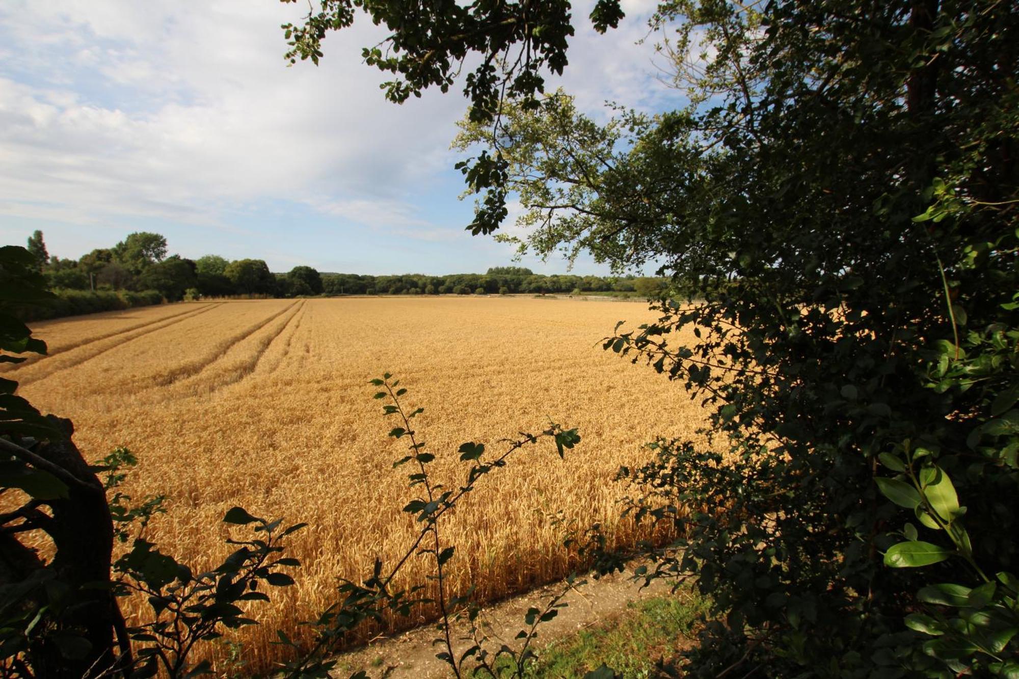 Cowslip Barn Annexe, Countryside Stay Near Τσίτσεστερ Εξωτερικό φωτογραφία